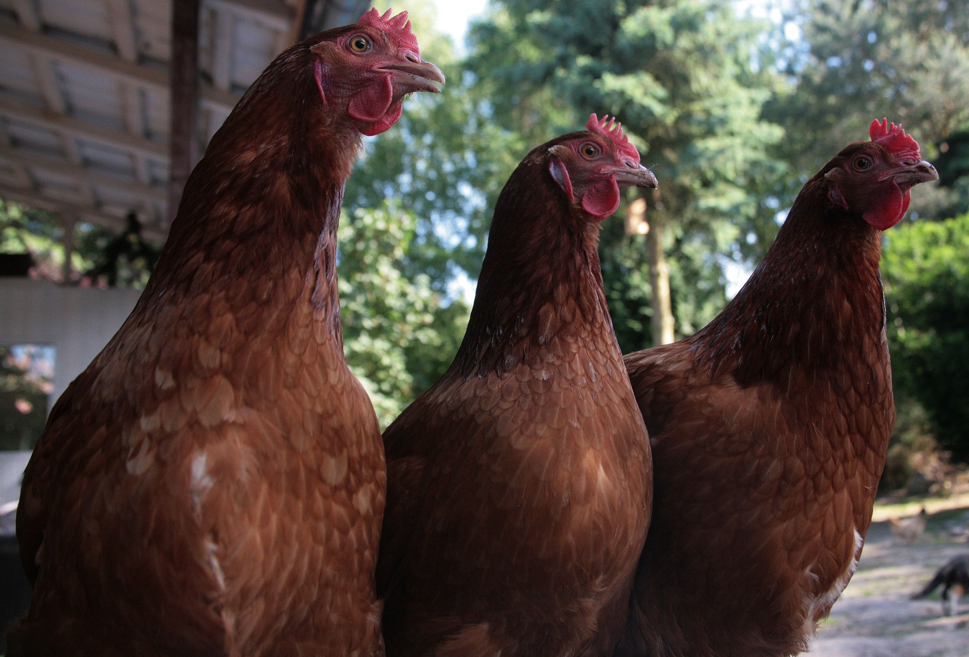 36456944_866701280191918_485374713682460672_n